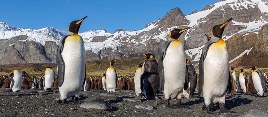 south america cruise review